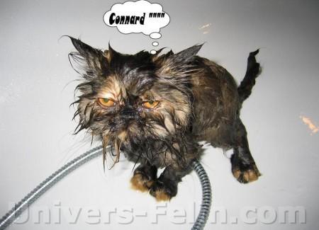 connard